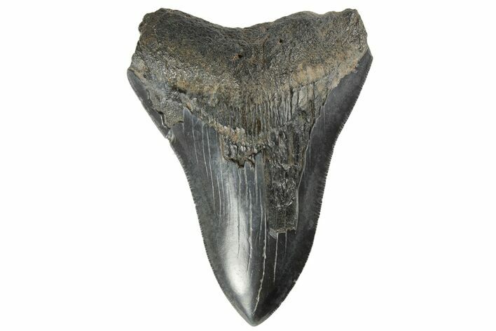 Serrated, Fossil Megalodon Tooth - South Carolina #181125